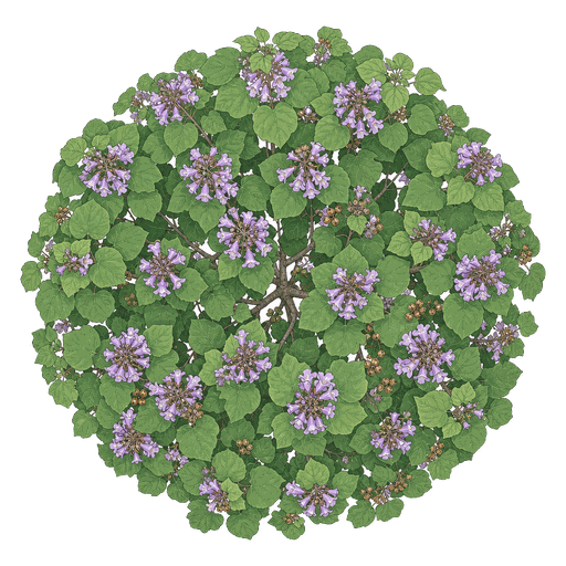 Illustration of Empress Tree
