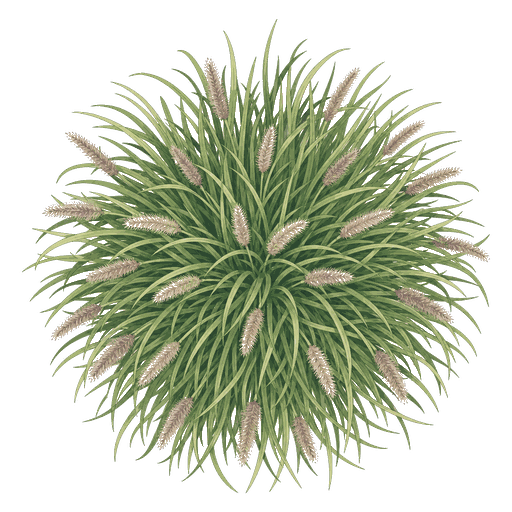 Illustration of Fountain Grass