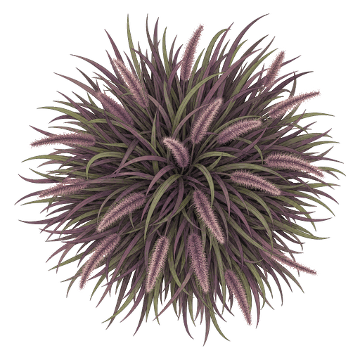 Illustration of Purple Fountain Grass