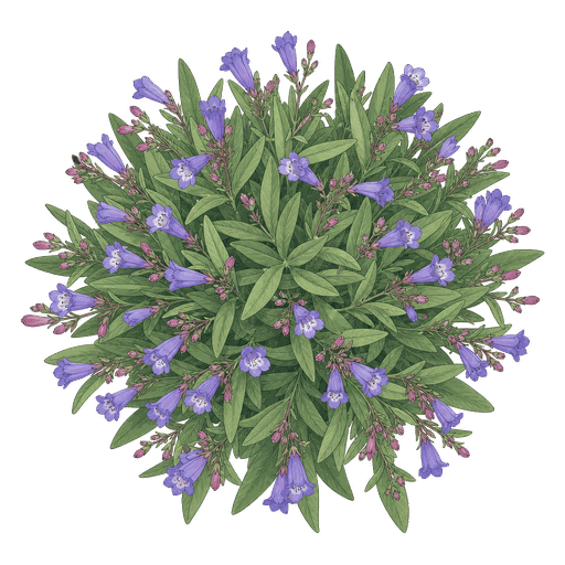 Illustration of Penstemon