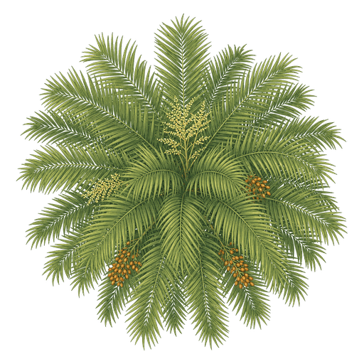 Illustration of Pygmy Date Palm