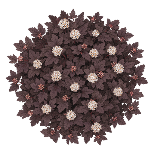 Illustration of Ninebark