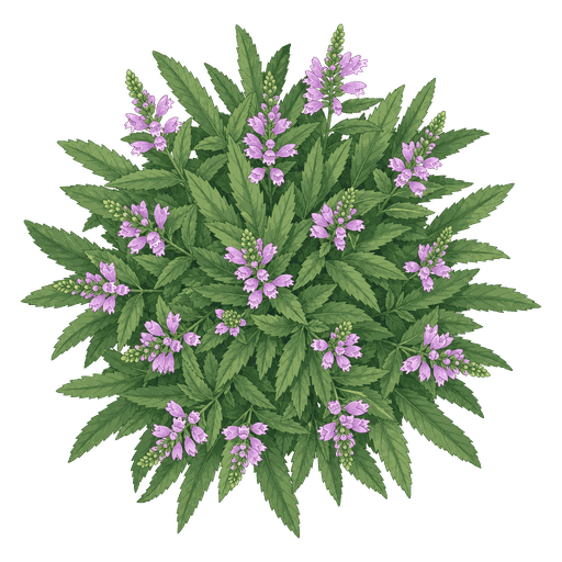 Illustration of Obedient Plant