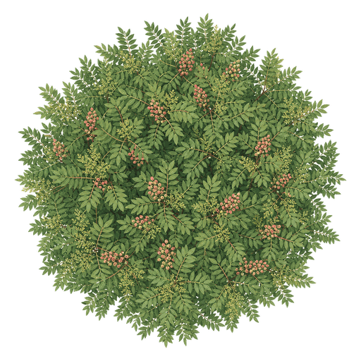 Illustration of Chinese Pistache