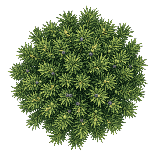 Illustration of Yew Pine