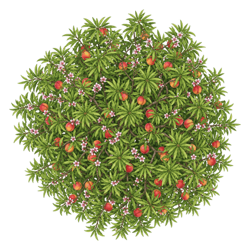 Illustration of Nectarine