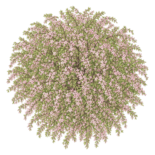 Illustration of Weeping Cherry