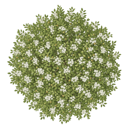 Illustration of Flowering Pear