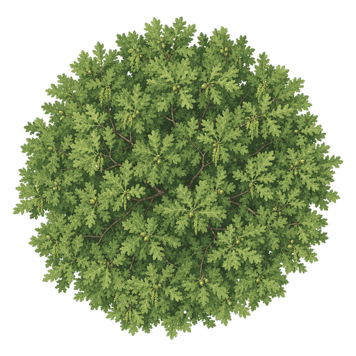 Illustration of White Oak