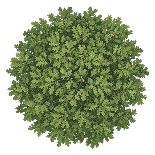 Illustration of Swamp White Oak