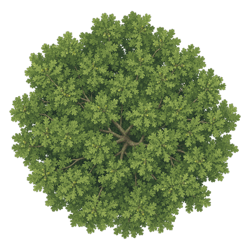 Illustration of Bur Oak