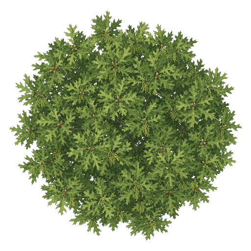 Illustration of Pin Oak