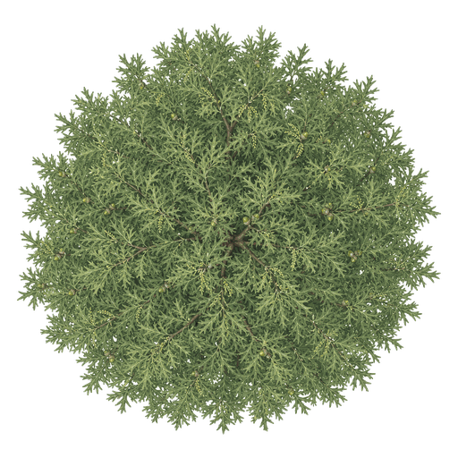 Illustration of Willow Oak