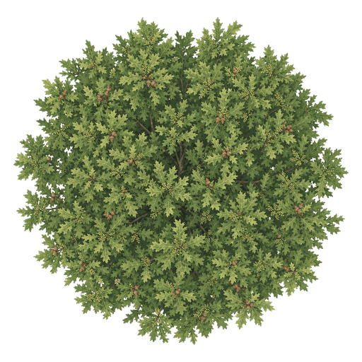 Illustration of Red Oak