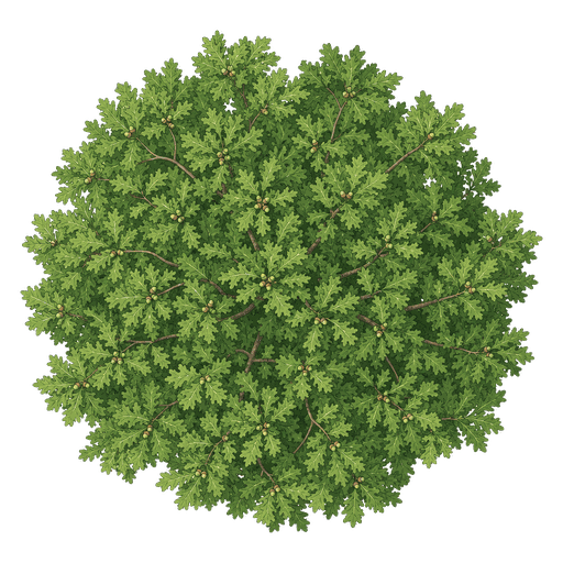 Illustration of Shumard Oak