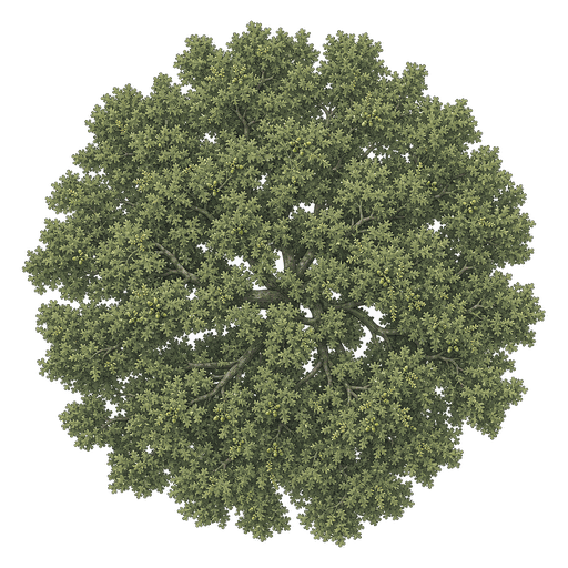 Illustration of Live Oak