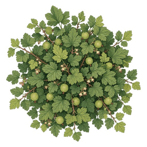 Illustration of Gooseberries
