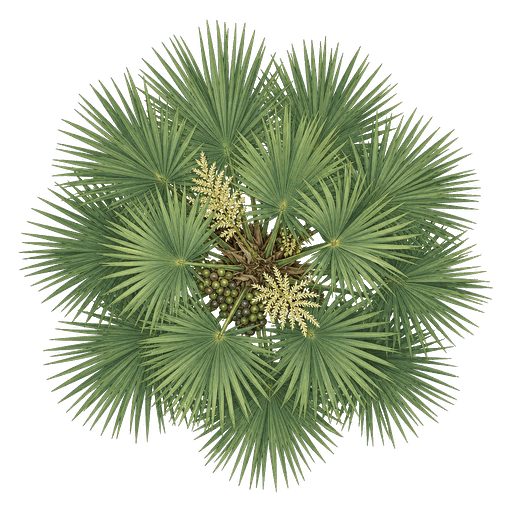 Illustration of Cabbage Palm