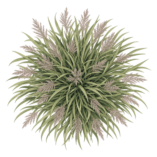 Illustration of Ravenna Grass