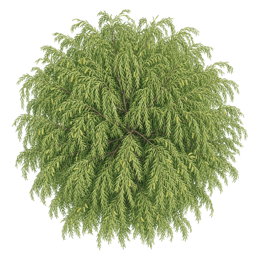 Illustration of Weeping Willow