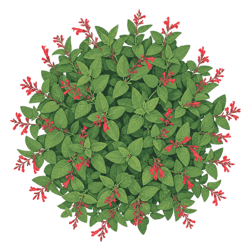 Illustration of Pineapple Sage