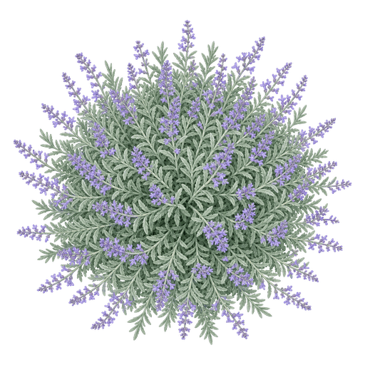 Illustration of Russian Sage