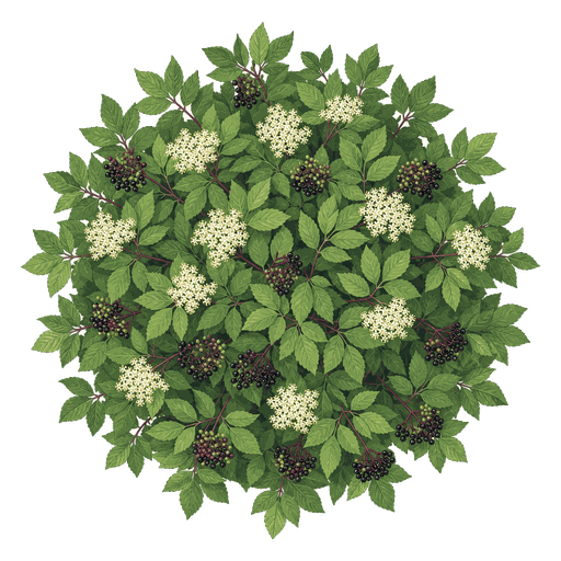 Illustration of Elderberry