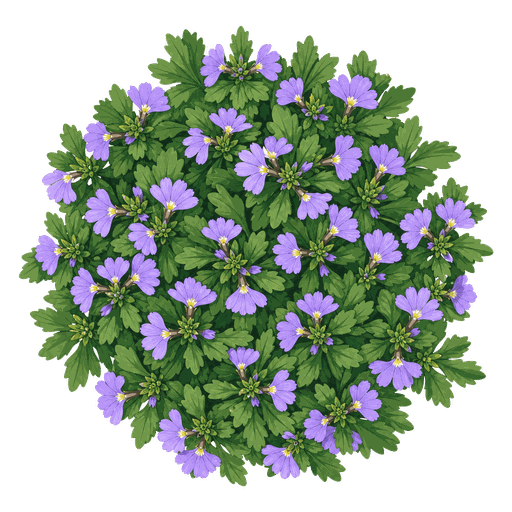 Illustration of Fan Flower