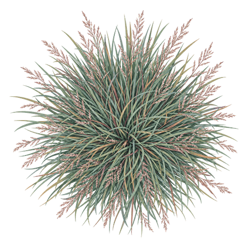 Illustration of Little Bluestem