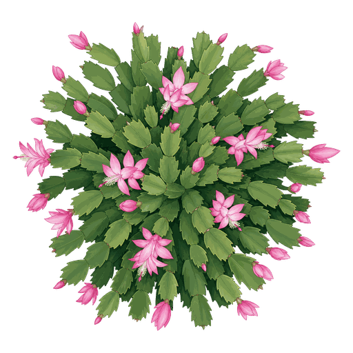 Illustration of Christmas Cactus