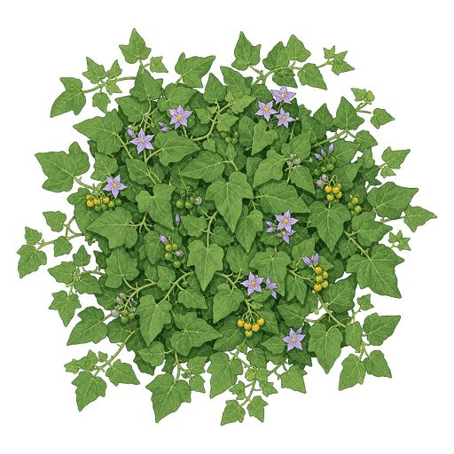 Illustration of Potato Vine
