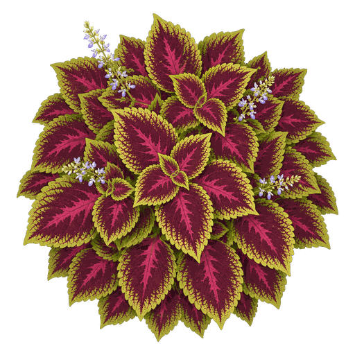 Illustration of Coleus