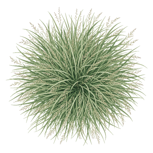 Illustration of Prairie Dropseed