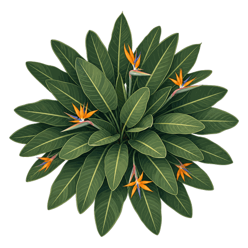 Illustration of Bird of Paradise