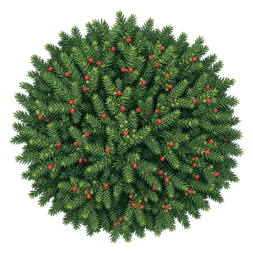 Illustration of English Yew