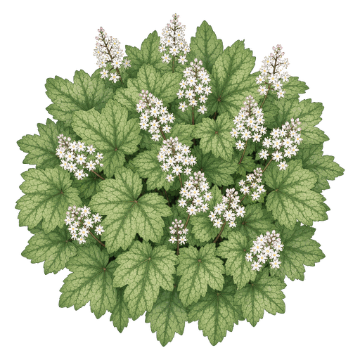 Illustration of Foamflower