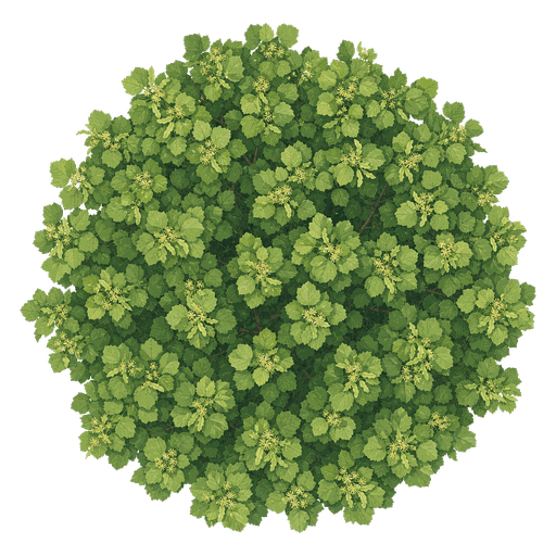 Illustration of American Linden