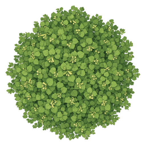 Illustration of Littleleaf Linden