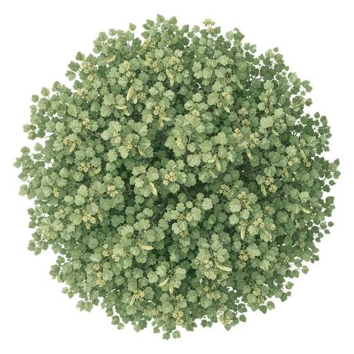 Illustration of Silver Linden