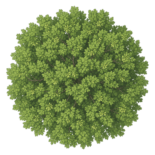 Illustration of American Elm