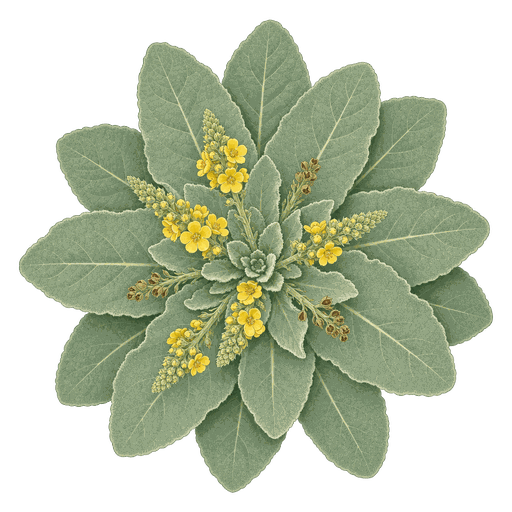 Illustration of Mullein