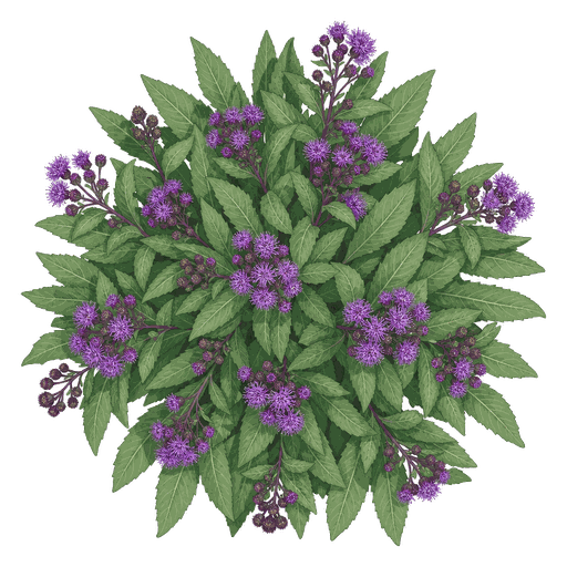Illustration of Ironweed