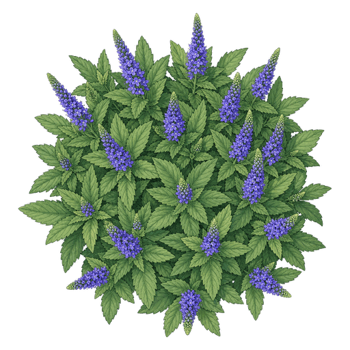 Illustration of Speedwell