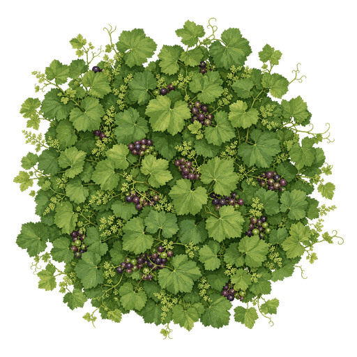 Illustration of Muscadine Grapes