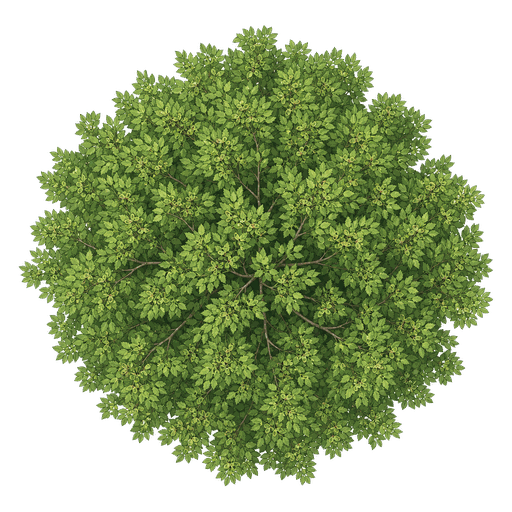 Illustration of Zelkova